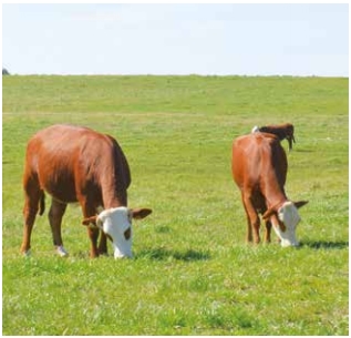 Propuestas para el engorde de vacas de descarte - Image 2