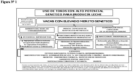Vacas lecheras de alta producción relación entre nutrición – metabolismo e inmunidad en el periodo de transición - Image 2