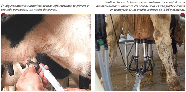 La leche de descarte en la mira de la resistencia a los antibióticos - Image 2
