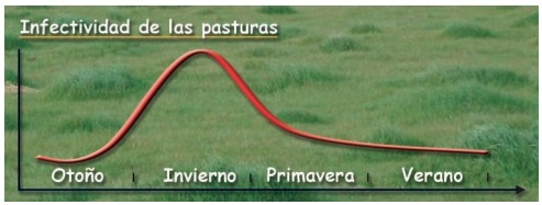 Parasitosis gastrointestinal en bovinos de carne - Image 2