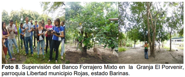 Bancos mixtos forrajeros como estrategia para el rescate de semillas e impulso de la endogenológica - Image 8