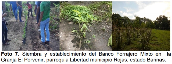Bancos mixtos forrajeros como estrategia para el rescate de semillas e impulso de la endogenológica - Image 7