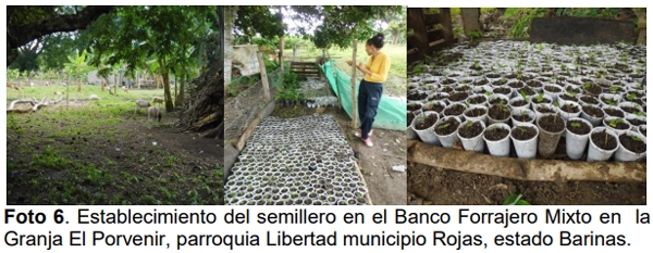 Bancos mixtos forrajeros como estrategia para el rescate de semillas e impulso de la endogenológica - Image 6