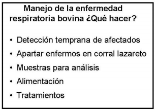 Enfermedad respiratoria bovina ¿qué es posible hacer para su control? - Image 3