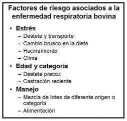 Enfermedad respiratoria bovina ¿qué es posible hacer para su control? - Image 1