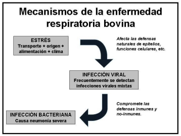 Enfermedad respiratoria bovina ¿qué es posible hacer para su control? - Image 2