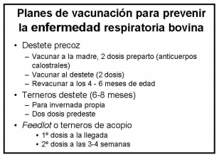 Enfermedad respiratoria bovina ¿qué es posible hacer para su control? - Image 4