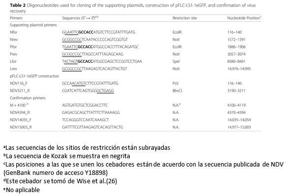 Desarrollo de un nuevo Test de neutralización para la enfermedad de newcastle (NDV) basado en un NDV recombinante que expresa la proteína verde fluorescente mejorada - Image 3