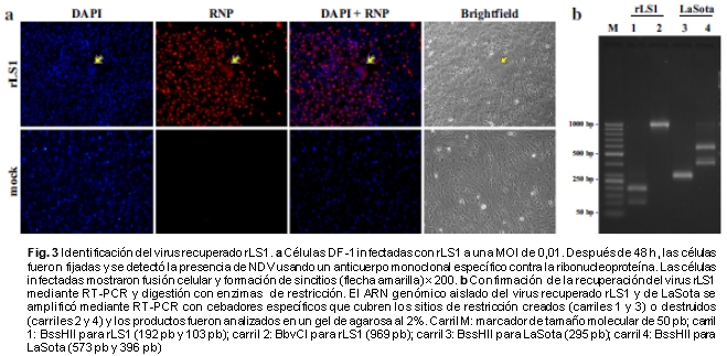 Desarrollo de un nuevo Test de neutralización para la enfermedad de newcastle (NDV) basado en un NDV recombinante que expresa la proteína verde fluorescente mejorada - Image 6