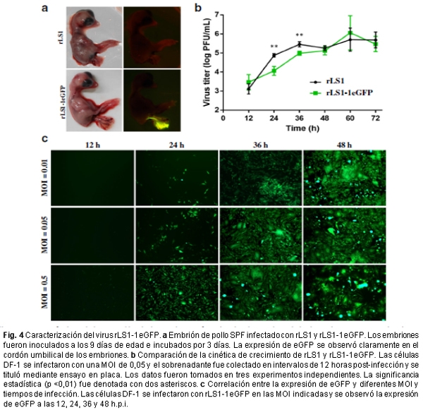 Desarrollo de un nuevo Test de neutralización para la enfermedad de newcastle (NDV) basado en un NDV recombinante que expresa la proteína verde fluorescente mejorada - Image 8