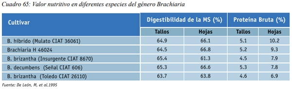 Especies forrajeras adaptadas al Sistema Silvopastoril Características deseables de una especie forrajera para un SSP Gramíneas perennes - Image 14