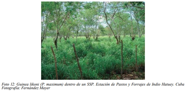 Especies forrajeras adaptadas al Sistema Silvopastoril Características deseables de una especie forrajera para un SSP Gramíneas perennes - Image 10