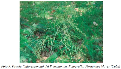 Especies forrajeras adaptadas al Sistema Silvopastoril Características deseables de una especie forrajera para un SSP Gramíneas perennes - Image 7