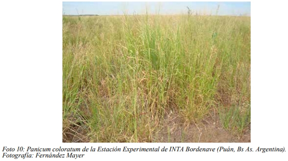Especies forrajeras adaptadas al Sistema Silvopastoril Características deseables de una especie forrajera para un SSP Gramíneas perennes - Image 8