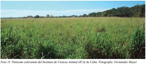 Especies forrajeras adaptadas al Sistema Silvopastoril Características deseables de una especie forrajera para un SSP Gramíneas perennes - Image 9