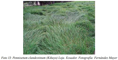 Especies forrajeras adaptadas al Sistema Silvopastoril Características deseables de una especie forrajera para un SSP Gramíneas perennes - Image 20