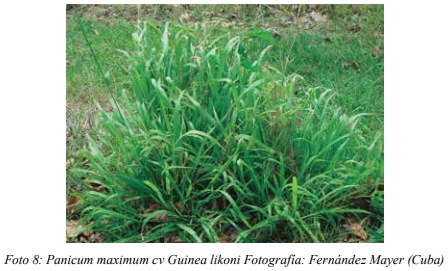 Especies forrajeras adaptadas al Sistema Silvopastoril Características deseables de una especie forrajera para un SSP Gramíneas perennes - Image 6