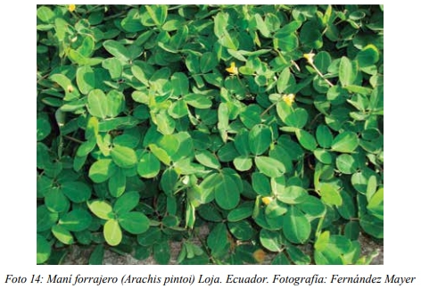 Sistema Silvopastoril: Leguminosas forrajeras perennes - Image 1