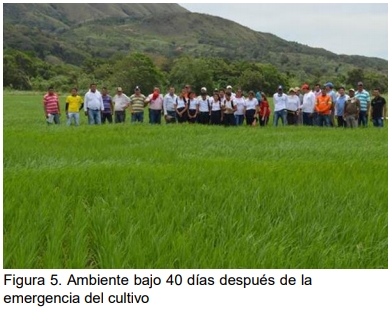 Manejo Agronómico por Ambientes. Para cerrar la brecha de productividad - Image 7