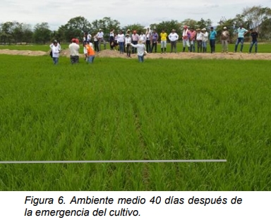 Manejo Agronómico por Ambientes. Para cerrar la brecha de productividad - Image 8