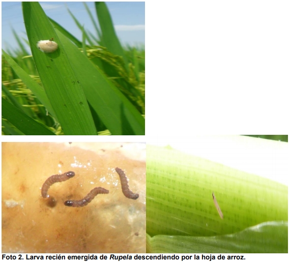 Observaciones bioecológicas de los barrenadores en el cultivo de arroz - Image 4