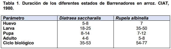 Observaciones bioecológicas de los barrenadores en el cultivo de arroz - Image 3
