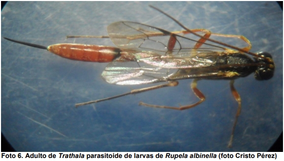 Observaciones bioecológicas de los barrenadores en el cultivo de arroz - Image 15