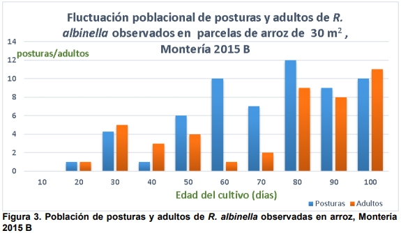 Observaciones bioecológicas de los barrenadores en el cultivo de arroz - Image 10