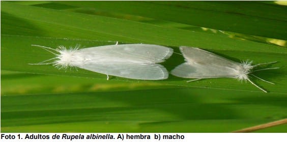 Observaciones bioecológicas de los barrenadores en el cultivo de arroz - Image 1