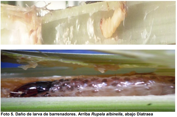 Observaciones bioecológicas de los barrenadores en el cultivo de arroz - Image 12