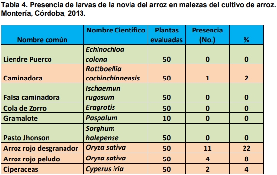 Observaciones bioecológicas de los barrenadores en el cultivo de arroz - Image 13