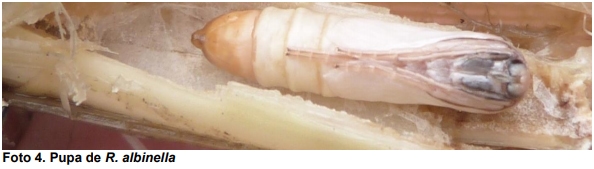 Observaciones bioecológicas de los barrenadores en el cultivo de arroz - Image 6
