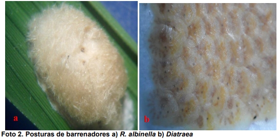 Observaciones bioecológicas de los barrenadores en el cultivo de arroz - Image 2