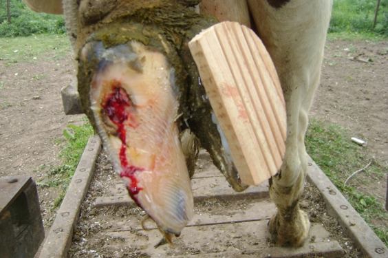 ¡Qué Mala Pata! - Image 1