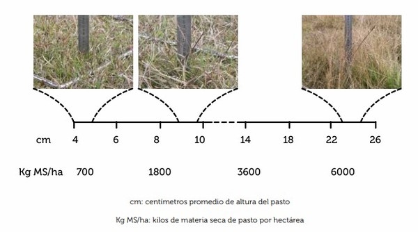 Alternativas para enfrentar situaciones de crisis forrajera - Image 4