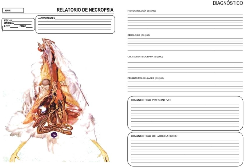 Sistema integral de evaluación de lesiones a la necropsia - SIEN - Image 8