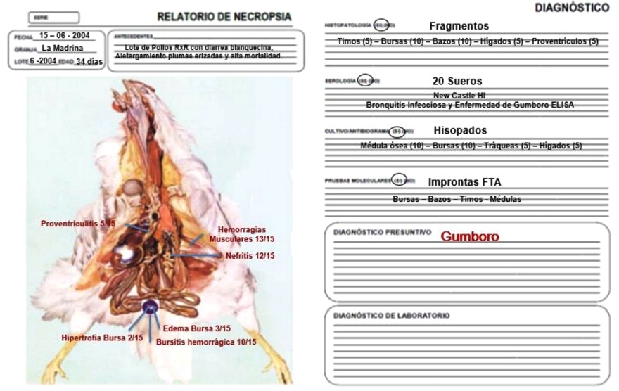Sistema integral de evaluación de lesiones a la necropsia - SIEN - Image 20