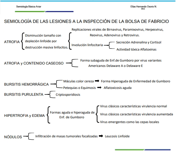 Sistema integral de evaluación de lesiones a la necropsia - SIEN - Image 10