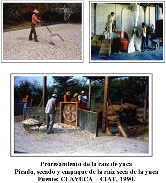 La yuca (manihot sculenta) como suplemento alimenticio para rumiantes y otras especies animales - Image 12