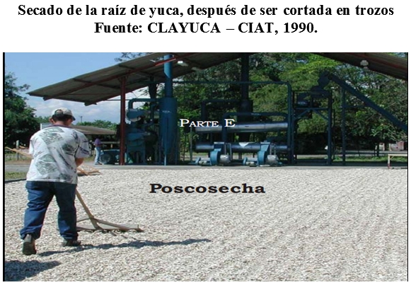 La yuca (manihot sculenta) como suplemento alimenticio para rumiantes y otras especies animales - Image 11
