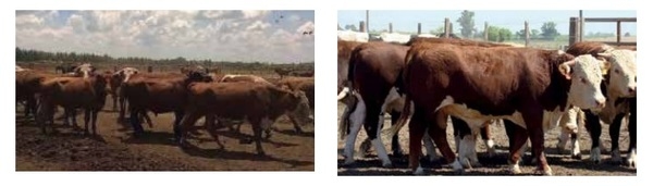 Recría en isla + engorde a corral: La ecuación ideal de calidad + rentabilidad - Image 3