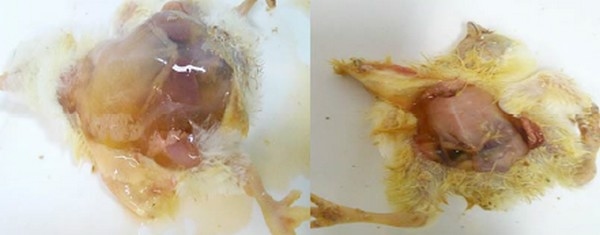 Validación experimental de una intoxicación mineral, con fosfato presumiblemente adulterado en una granja de reproductoras pesadas - Image 8