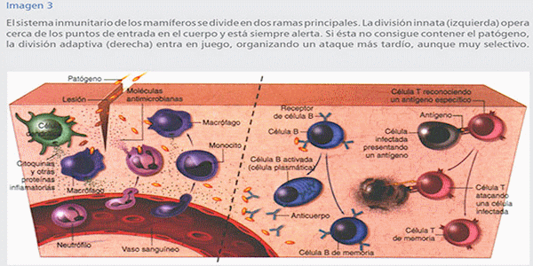 Biotecnología: una arma eficaz ante el reto del vPRRS (Parte II) - Image 4