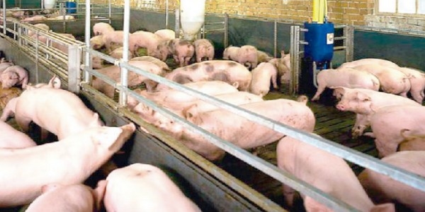 Biotecnología: una arma eficaz ante el reto del vPRRS (Parte II) - Image 1