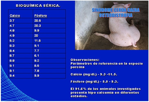Síndrome de la cerda caída - Image 3