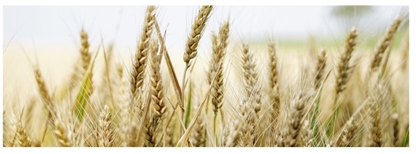 ¿Cómo se Procesa el Salvado de Arroz? - Image 1