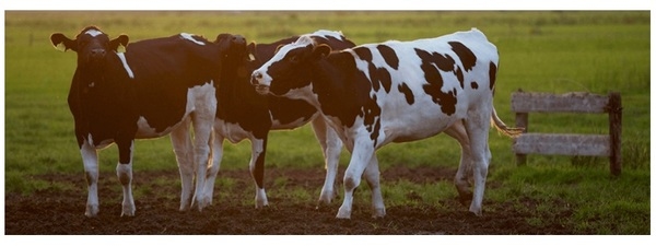Cómo Evaluar Ingredientes: Proteínas en el Rumen y el Intestino Delgado - Image 1
