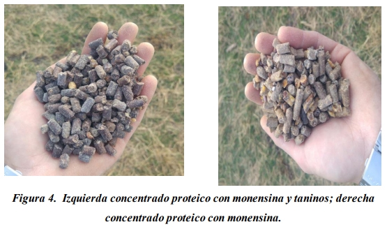 Evaluación de la inclusión de taninos en la dieta de novillos engordados a corral. Eficiencia productiva. - Image 7