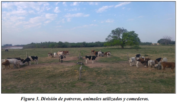 Evaluación de la inclusión de taninos en la dieta de novillos engordados a corral. Eficiencia productiva. - Image 3