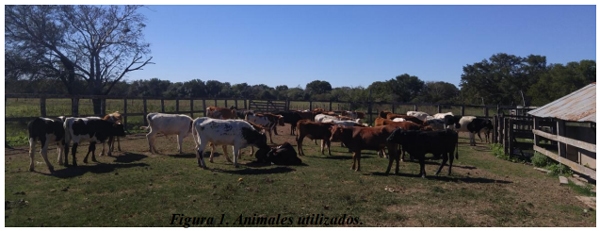 Evaluación de la inclusión de taninos en la dieta de novillos engordados a corral. Eficiencia productiva. - Image 1